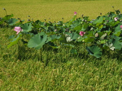 蓮池田んぼ