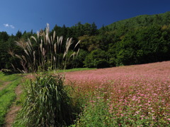赤そば寸景（３）