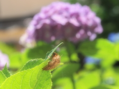 空蝉に紫陽花