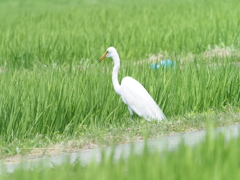 コサギさん