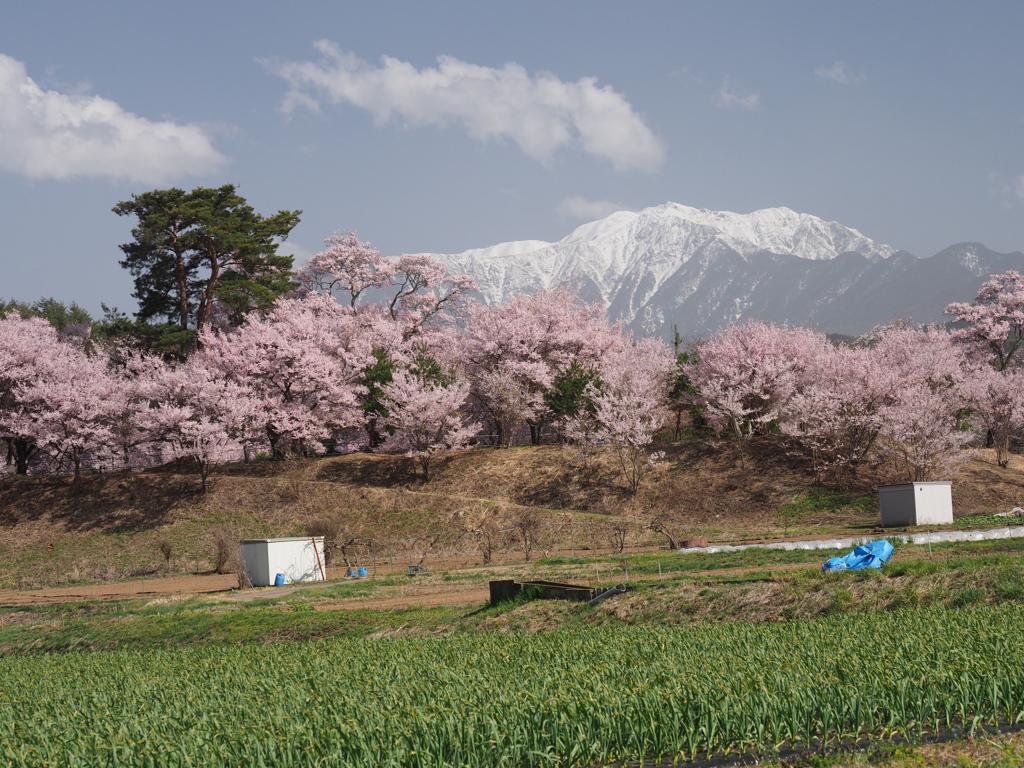 故郷の桜