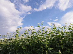 急な雨の後で