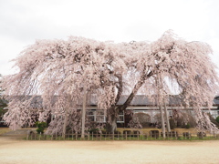 杵原学校にて