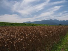 刈取りまじか