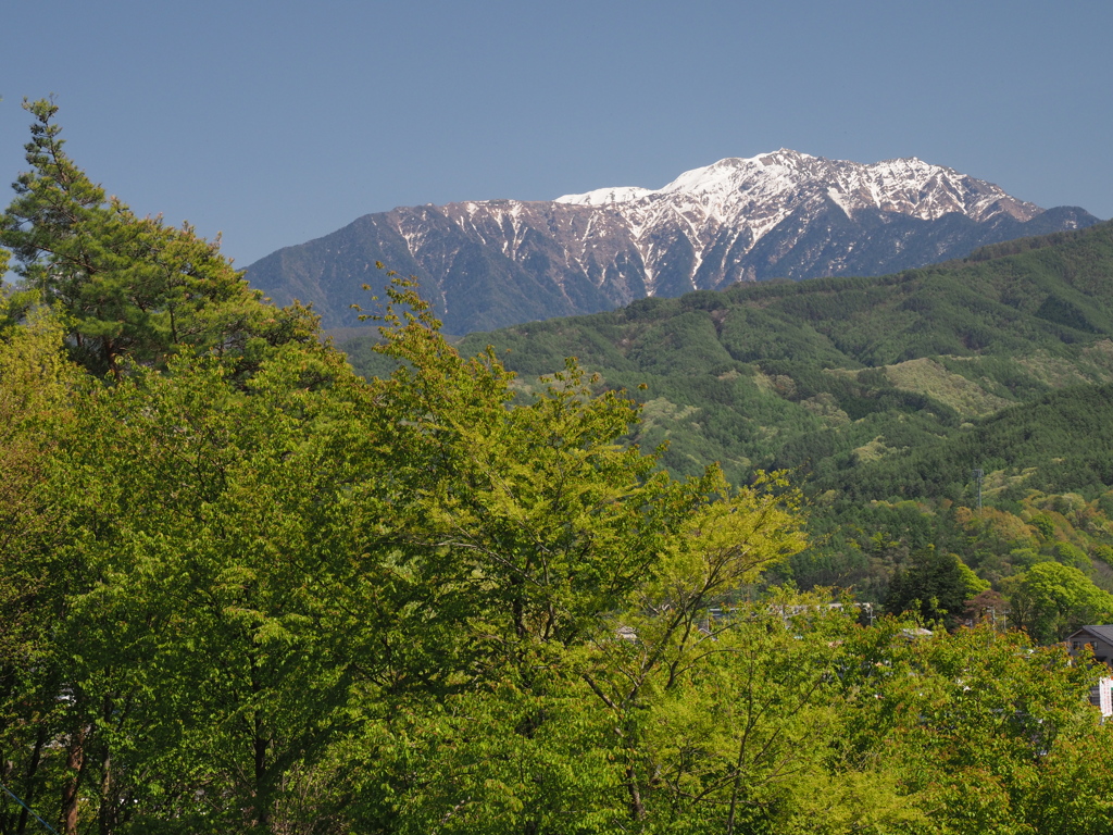 新緑と仙丈