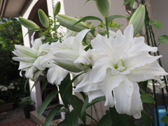 純白の大ユリ