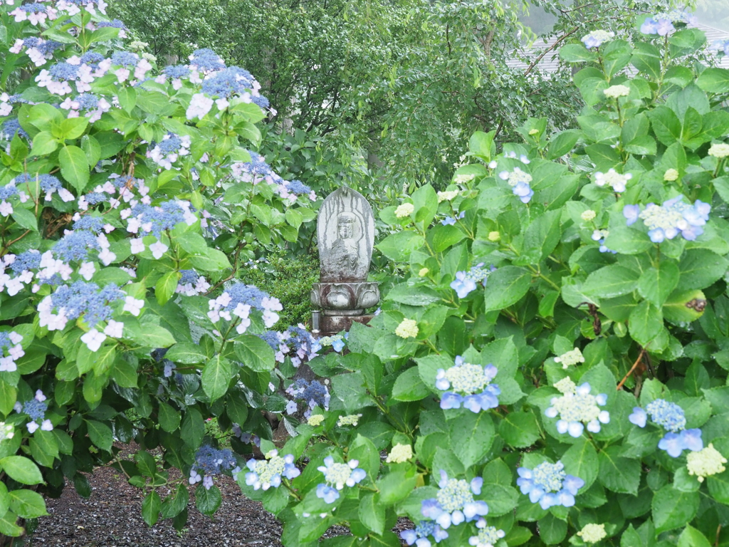 雨の紫陽花