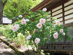 牡丹寺