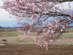 春来たる