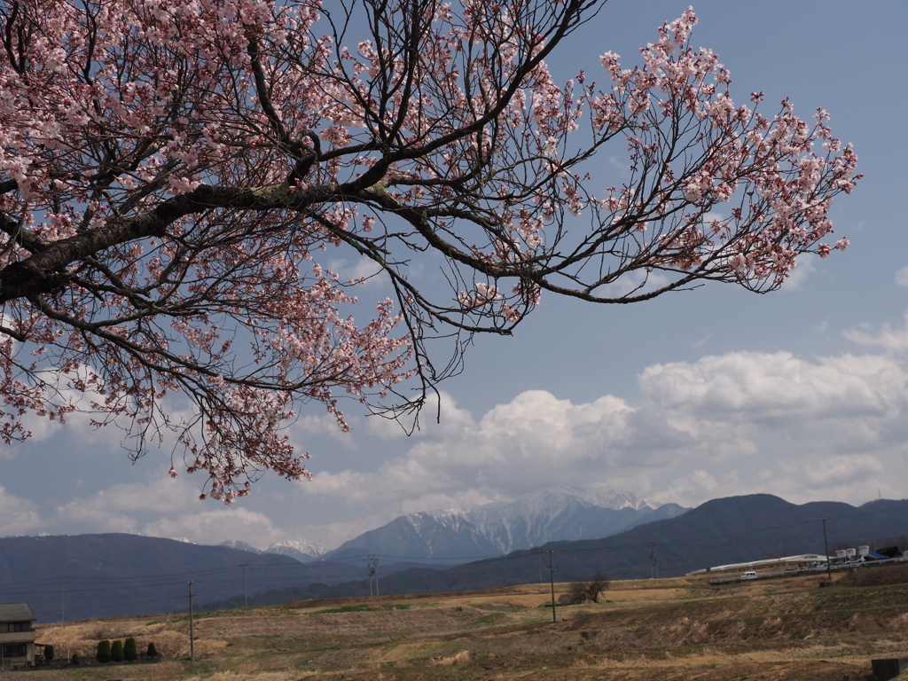 並木の桜咲く