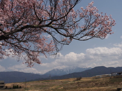 並木の桜咲く