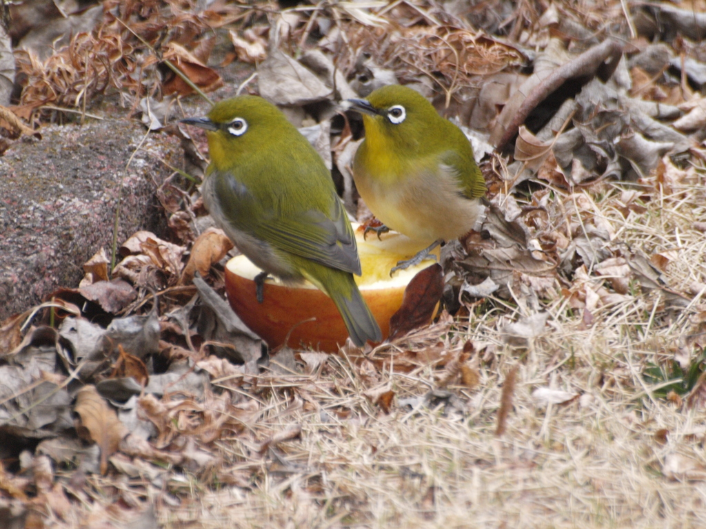 毎日やって来る鳥たち（１）