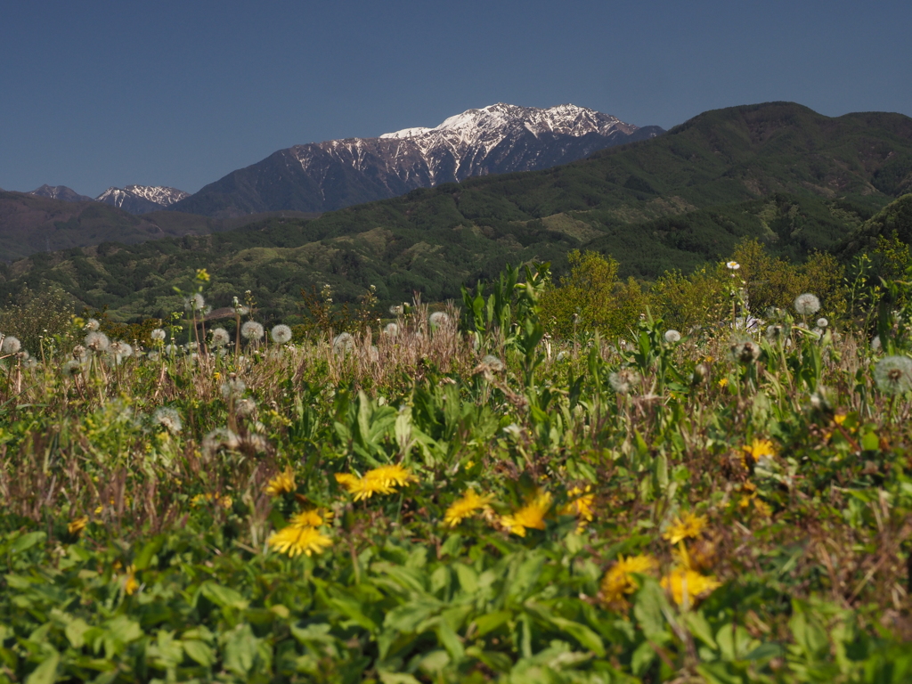 仙丈を仰ぎ見て