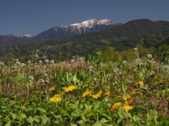 仙丈を仰ぎ見て