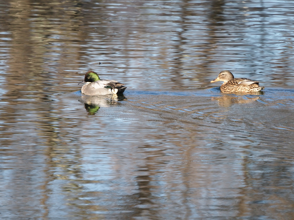 身近にいる野鳥たち（３）