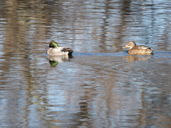 身近にいる野鳥たち（３）