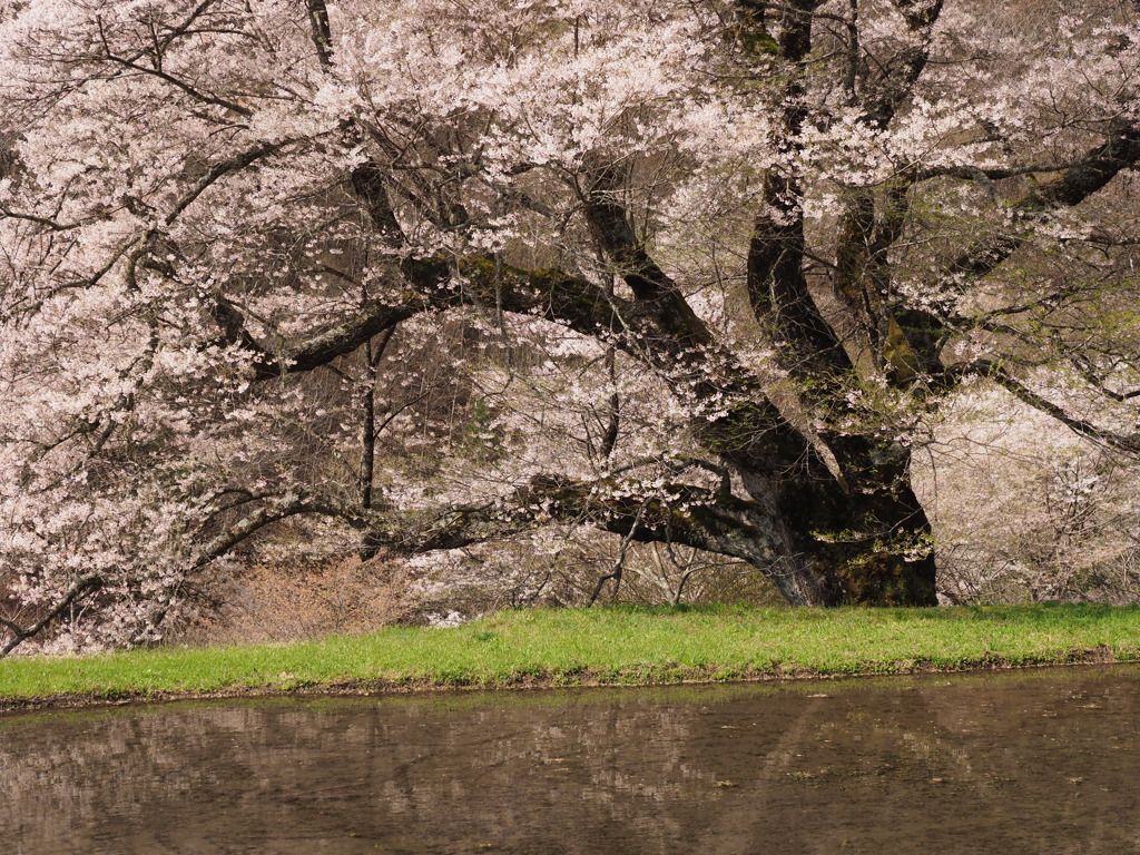 駒つなぎの桜（２）