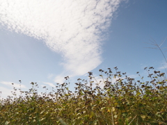 蕎麦に秋雲