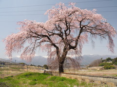 名もなき一本桜