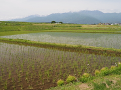 初夏の田園