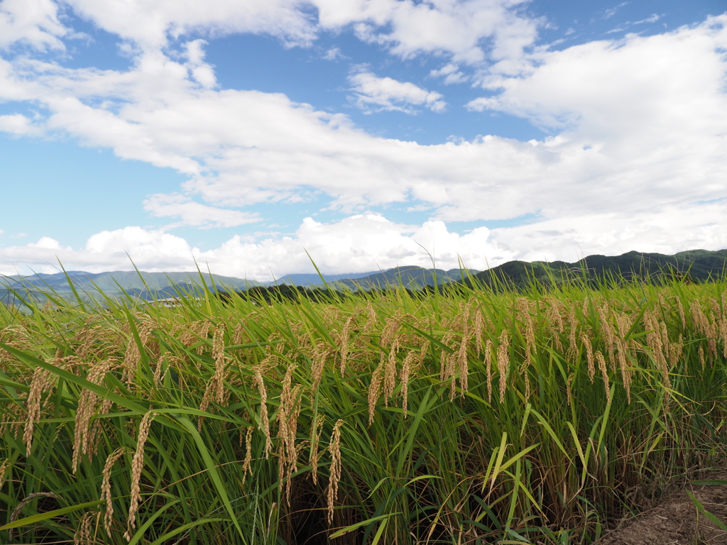 黄金色に輝いて