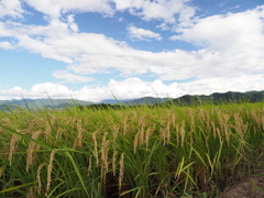 黄金色に輝いて