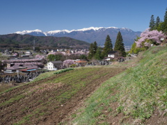 高遠は桜一色