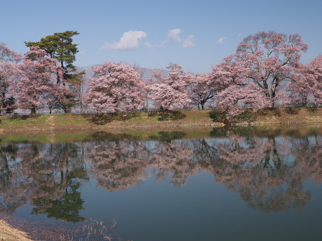 堤の桜（５）