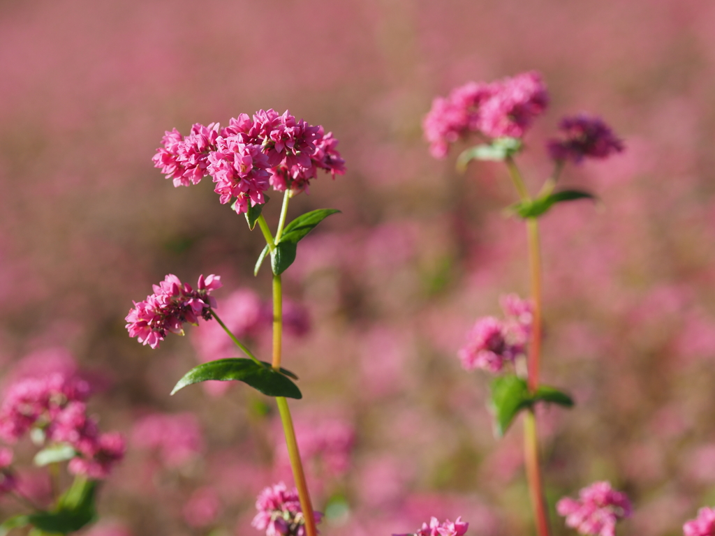 紅色に包まれて