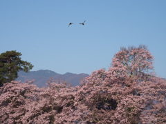 堤に舞う