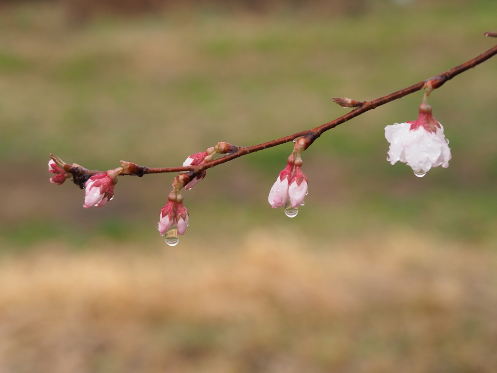 家の真ん前の枝垂れ桜（若木）も開花です。