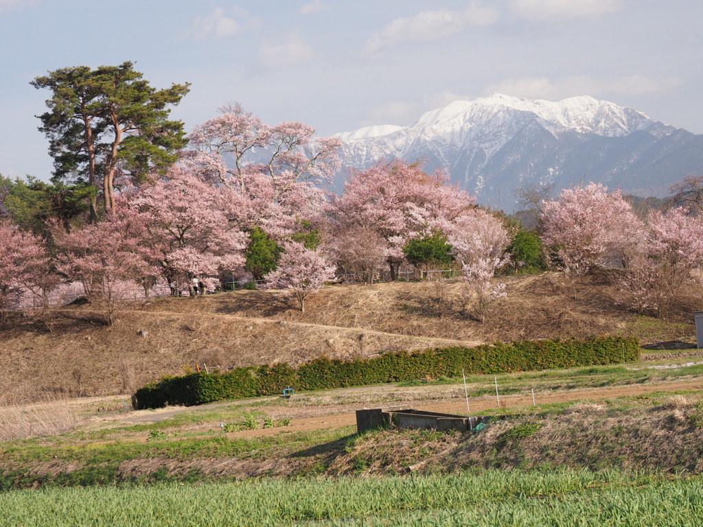 のどかな春の景色
