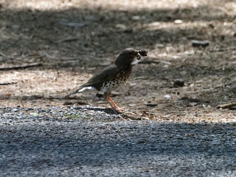 出会えた野鳥達（２）