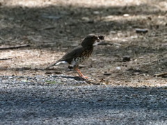 出会えた野鳥達（２）