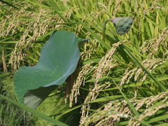 花托と稲穂