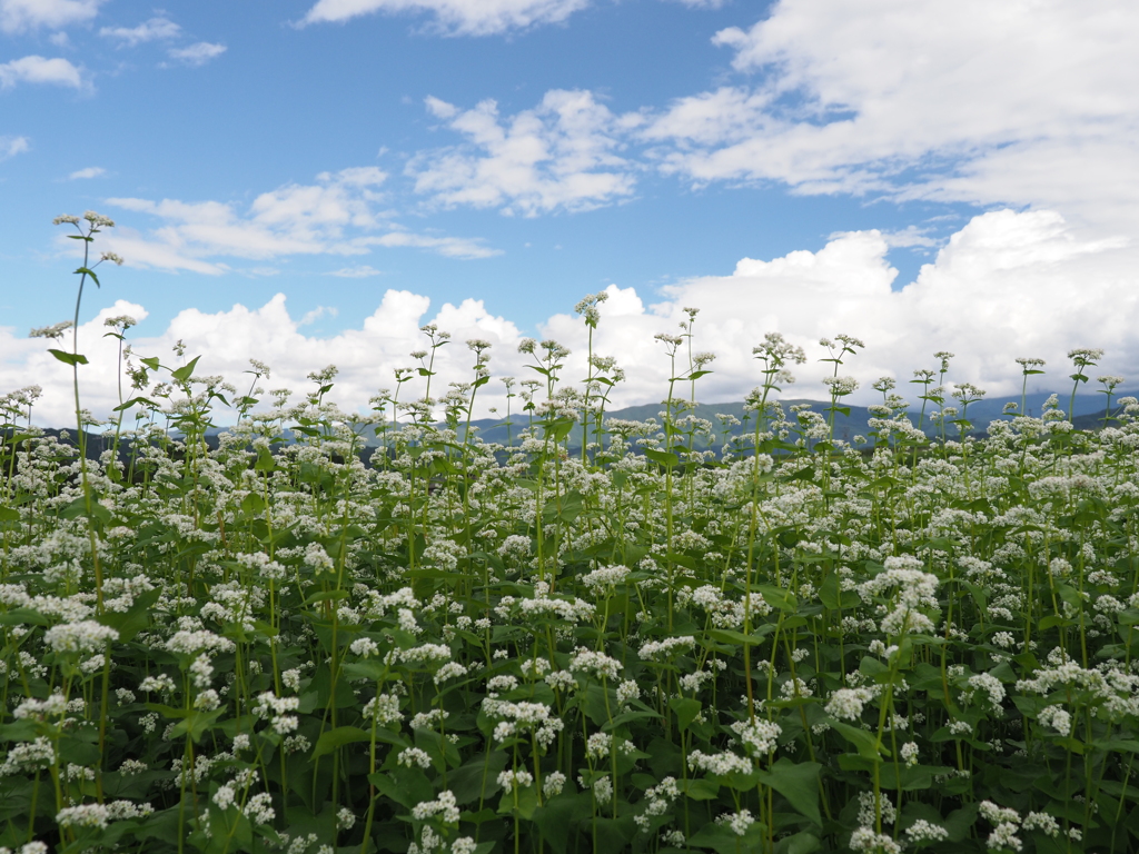 蕎麦に秋空