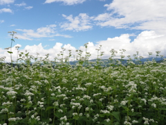 蕎麦に秋空
