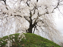 石塚桜