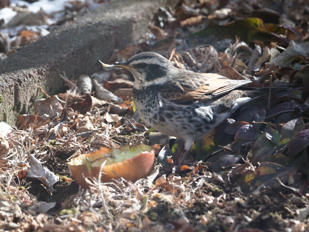 今日の野鳥（３）