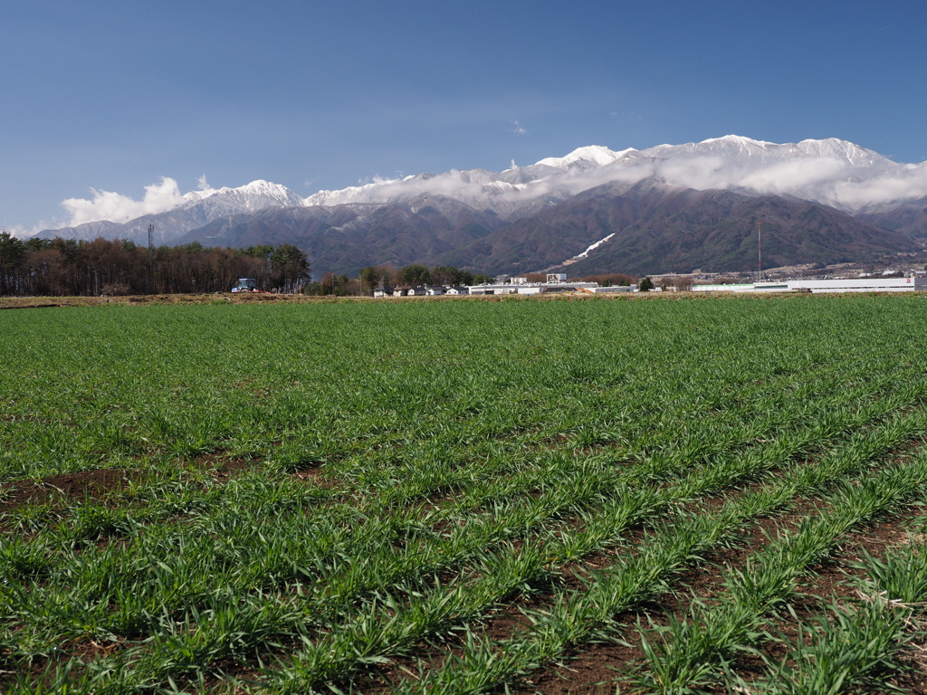 春よ来い早く来い