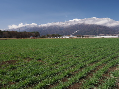 春よ来い早く来い