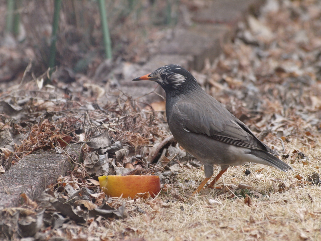 毎日やって来る鳥たち（３）