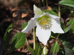 春を告げる花達（５）