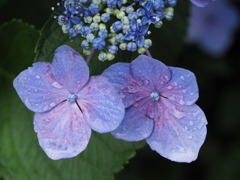 庭の花達（１）