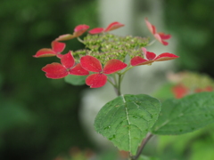 朱色の紫陽花
