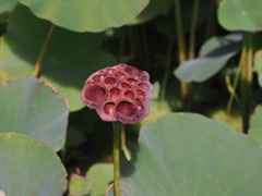 花托が果托へ