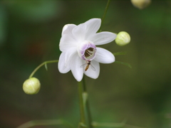 山野草園にて（１）