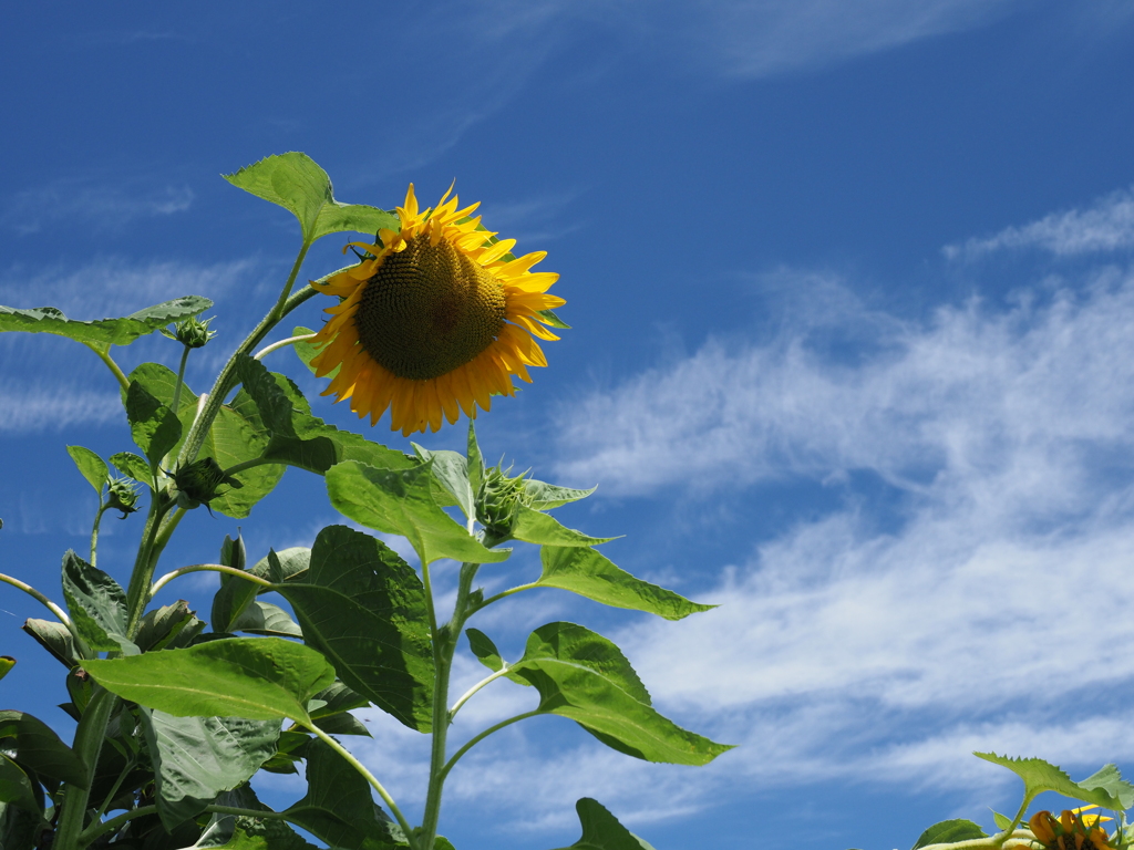 届けウクライナの空に