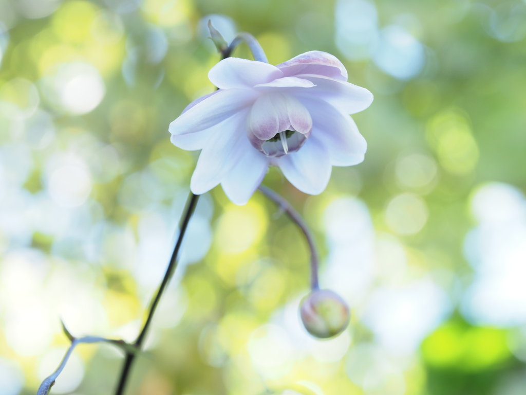 レンゲショウマ咲く