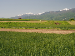 麦畑に中央アルプス